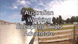 Sheepdog at work aust promo [upl. by Suelo]