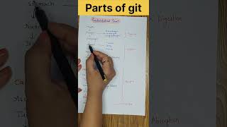 Parts of Gastrointestinal tract ll git physiology ll digestivesystem shorts youtubeshorts [upl. by Burta]