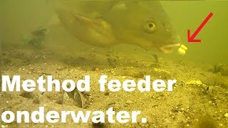 Method feeder onderwater beelden Brasem pakt het aasunderwater footage Bream takes the bait 2017 [upl. by Nnaeerb]