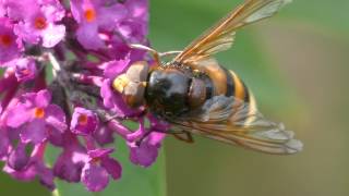 Hoverfly  quotHornet Mimicquot  Volucella zonaria [upl. by Acirretal]