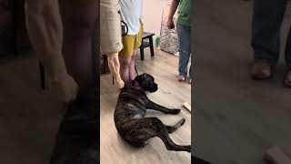 Training a Cane Corso with serious resource guarding issues dogs dogtraining canecorso [upl. by Evilc418]