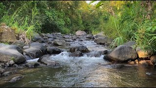 Relaxing River Sounds makes the soul calm relieves stress helps sleep soundly helps yoga [upl. by Shaum]