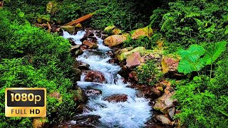 Soft Piano Music with River Sounds in Forest  Peaceful Sleep Music Relaxing Music Meditation 046 [upl. by Sidoeht682]