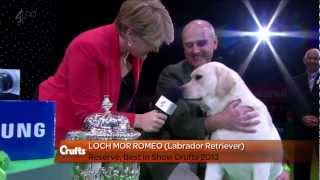 Labrador Retriever  Crufts Reserve Best in Show [upl. by Lorusso]