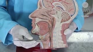 Praktikum Anatomi Sistem Respirasi 1 Tractus Respiratorius dan Pulmo [upl. by Ira]