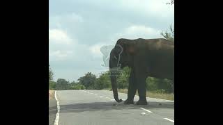 Wild elephant comes to the main road  Elephant  Animals  Wildlife  Wild elephant elephant [upl. by Gonzales]