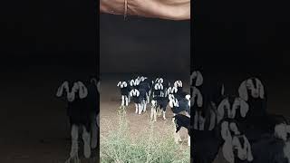 Black Tapri Goat viralvideo trending animals travel villagelife viralshorts viralshort [upl. by Avad]