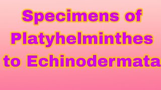 Specimens of Platyhelminthes to Echinodermata biology  biologyexperiment  science [upl. by Mcmurry]