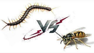 Scolopendra vs Hornet  WHO WILL WIN [upl. by Ohl]