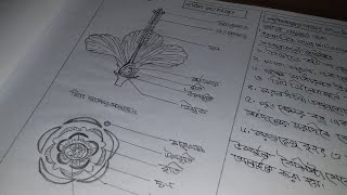 Malvaceae গোত্র অধ্যয়ন  HSC Biology 1st Paper Practical [upl. by Irisa]