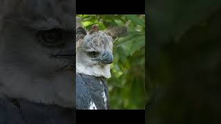 Harpy Eagle in Nature hypersanityanimals harpyeagle exoticbird [upl. by Marijn]