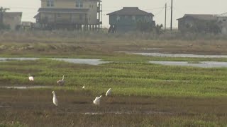 WATCH Nature’s beauty returns to Matagorda 24 hours after Hurricane Beryl wreaks havoc [upl. by Attenra359]