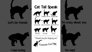 Cat tail speak [upl. by Binette]