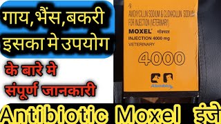 MoxelAmoxycillin Sodium amp Cloxacillin Sodium Use पशुओं मे कौन सी बीमारी में करें Broad spectrum [upl. by Annala]