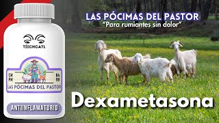 Las Pócimas del Pastor  Dexametasona [upl. by Wolfram]