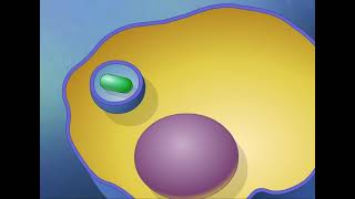 Endocytosis and Exocytosis HD Animation [upl. by Reyam]