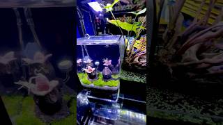 AWESOME NANO AQUARIUMDymax IQ3 paulstingray paulsaquariums [upl. by Durant]