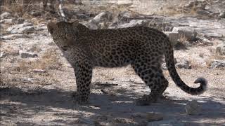 Etosha National Park Namibia 2018  Our Wildlife Highlights in HD documentary [upl. by Eynobe4]