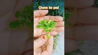 Chane ke ped ❤️ shorts trending viralshorts chana chanekaped chanekikheti vlogs dailyvlog [upl. by Behnken586]