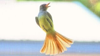 Flycatcher Catching Flies on Window Screens  Natural Pest Control [upl. by Jesselyn]