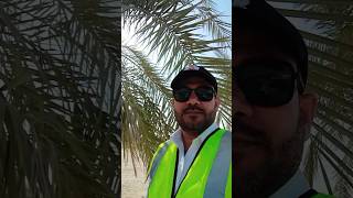 Standing by a Date Palm Tree with Ripe Dates  Natures Harvest  Piotaputer [upl. by Edmonds755]