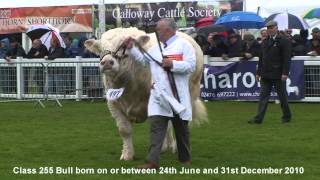 Male Judging of Charolais Bulls at the Royal Highland Show 2012 [upl. by Fonsie]