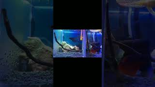 Fish Shopping in India  Delhi Fish Aquarium Market  Call 9717834073 shorts viral trending 349 [upl. by Goldy]