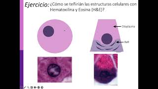 Tinciones Generalidades  hematoxilina y Eosina [upl. by Nawrocki138]