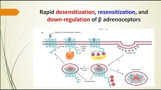 General Pharmacology  Desensitization Resensitization amp DownRegulation of β adrenoceptors [upl. by Gunilla]