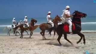 Spectacle de chevaux sur la plage de Djerba  FANTASIA [upl. by Teage]