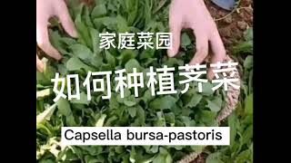 家庭种植荠菜的要点和时间  how to grow capsella bursapastoris  COMMENT POUSSER bio CAPSELLA BURSAPASTORIS [upl. by Nuzzi]