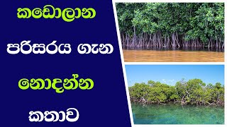 කඩොලාන පරිසරය ගැන නොදන්න කතාව  mangrove environment  kadolana [upl. by Shellans418]