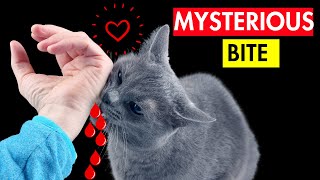 When Your Cat Bites You It Wants to Tell You These👉 11 Things [upl. by Presley103]