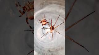 Orb Weaver VS Long Legs Spider 🕷 spiderfight spiderfighting gagamba gagambafight spiders fight [upl. by Onabru]