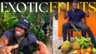 I HARVESTED SOME OF THE MOST EXOTIC FRUITS FROM THE GULLY IN MY BACK YARD🇯🇲 POST HURRICANE BERYL [upl. by Anesuza506]