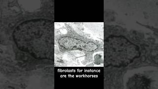 Fibroblast the workhorses of connective tissue biology science microscope doctor tissue [upl. by Nalyorf]