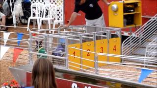 Pig races at San Diego Del Mar Fair [upl. by Clie416]