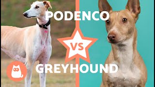 Differences Between the SPANISH GREYHOUND and PODENCO 🐶 Characteristics Care and Health [upl. by Eisenhart259]