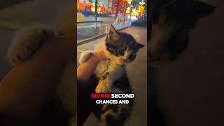 Rescuing a Stray Cat – Watch Her Transformation [upl. by Gaidano]