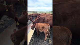 Almost fell out trying to walk in the bunk backwards agtalkwithalex missouri ranchlife rancher [upl. by Ryhpez362]