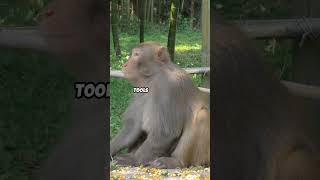 Wild Animal Facts safari 2025  new jungle facts animalanimalshorts shortsfeed [upl. by Tyson]