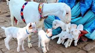 5 bacchon wali bakri Teddy bakriyon Ki Mandi 03037003864 Sabir goat farm white Teddy gaot video [upl. by Nakhsa737]