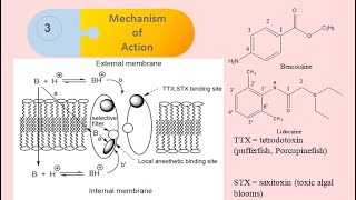 Medicinal Chemistry Local Anesthetics PartIII Mechanism of Action [upl. by Yelime]