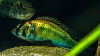 Enterochromis cf paropius Mwanza Bay  Courting and spawning  Timelapse ⁴ᵏ ᵁˡᵗʳᵃ ᴴᴰ [upl. by Hgielah]