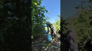 Sa bawat pa buntong hininga may pag asa love music garden farming eggplantfarm [upl. by Yrffej334]