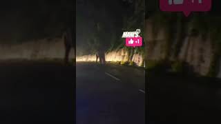 Ooty to mettupalayam road thanikattu raja ooty tusker travel elephant tntourism [upl. by Anauj]