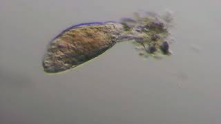 Rotifer 231213205310 [upl. by Downes]