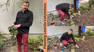 Planting Lewisia Cotyledons  From Container to Flower Bed [upl. by Llerrod]