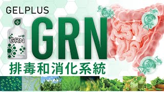 Gelplus GRN  排毒腸道、排毒血液、幫助消化系統 CH Sound [upl. by Nohsyt]