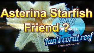 Asterina Starfish Friend or foe [upl. by Alaj987]